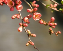 Flowers blooming on tree branches
