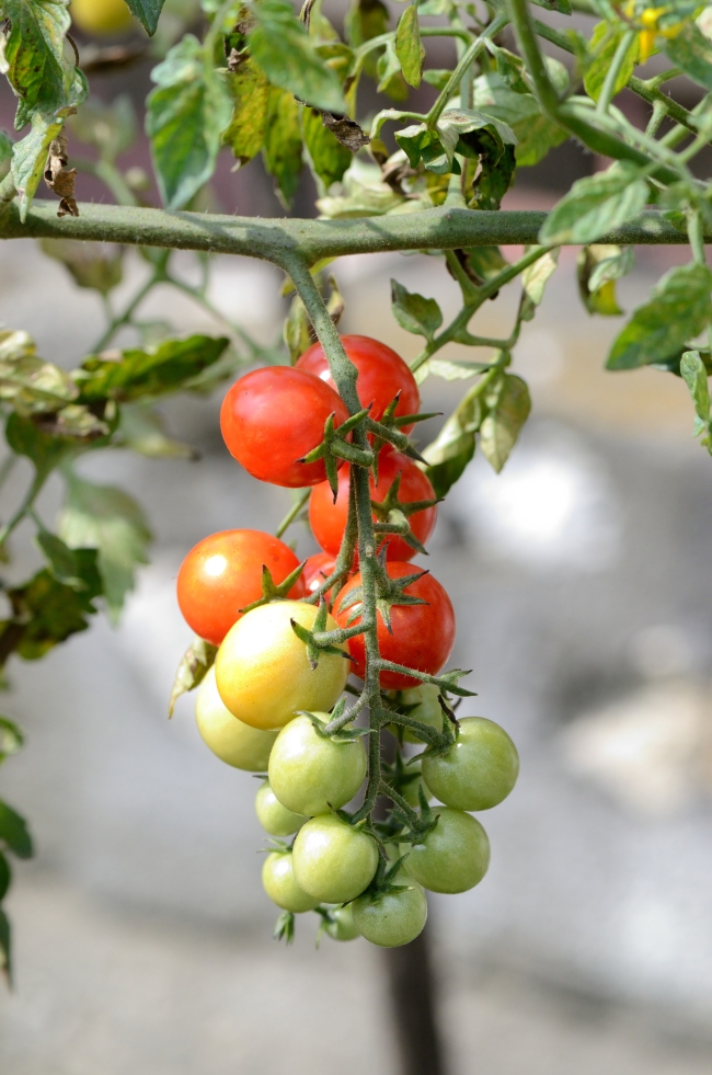 Cherry Tomatoes, Both Ripe and Unripe - Close-Up