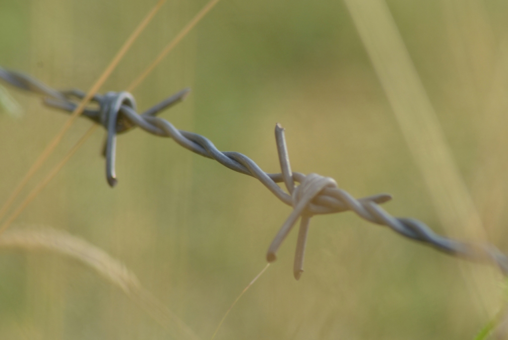 Close-up View of Barbed Wire