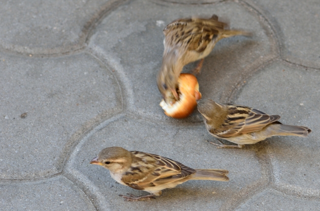 Tiles with Three Sparrows Eating