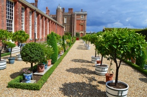 Flowers and Trees in Pots at Hampton Court