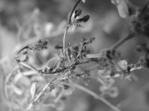 Branches of Dry Weeds - Close-Up, Black and White