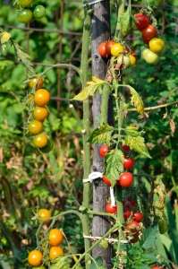 Ripe and Unripe Tomatoes in a Garden