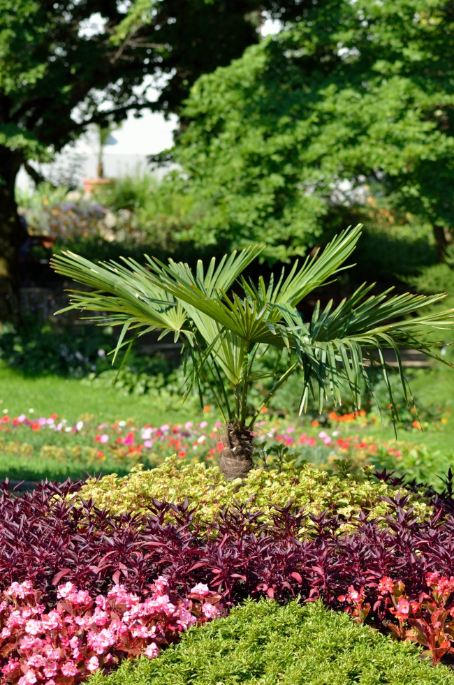 Flowerbed with Exotic Plant in the Center
