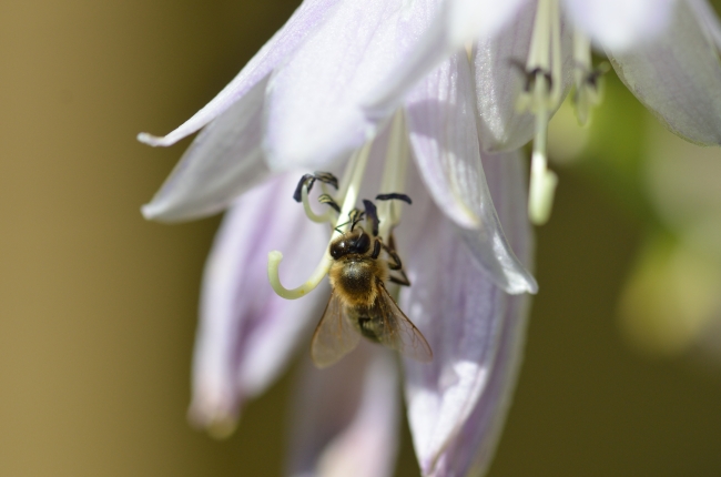 Flower with European Bee