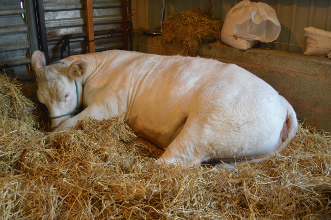 White Cow with Head Harness on Hay