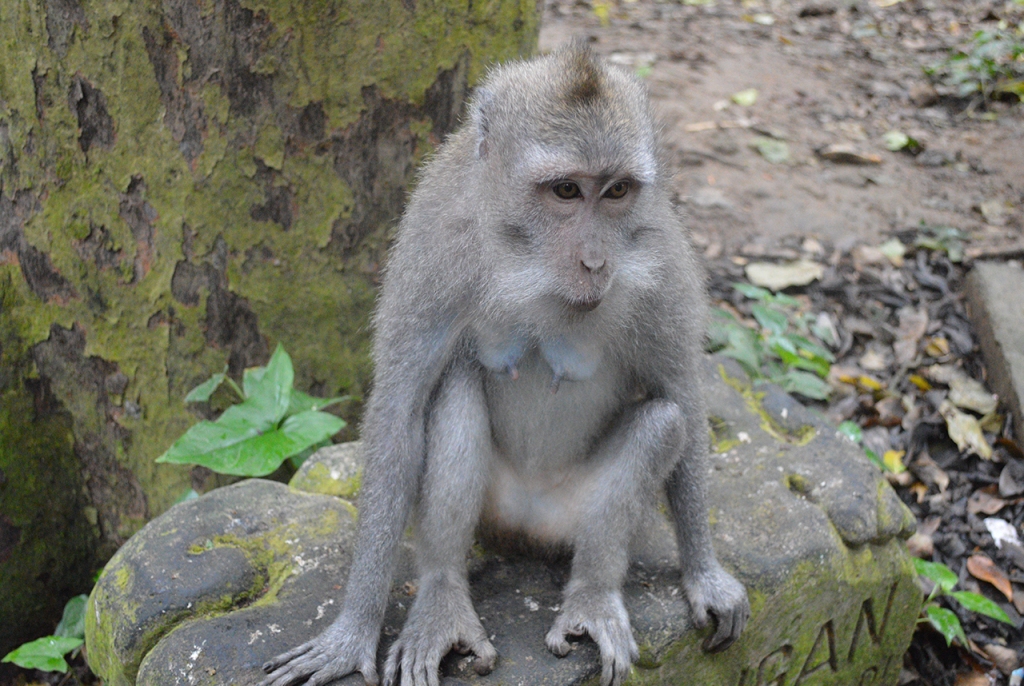 Female Monkey on an Engraved Rock