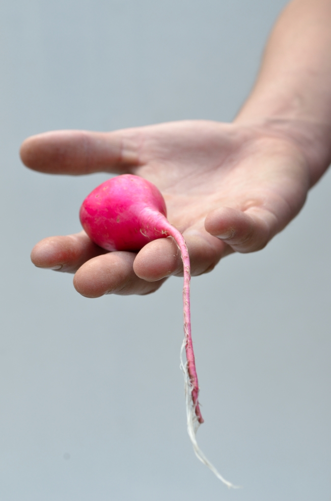 Red Radish with Root Held in a Hand