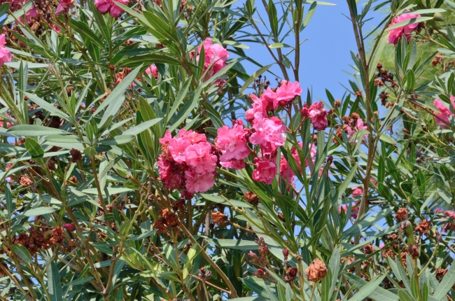 Flowers on Branches and the Blue Sky