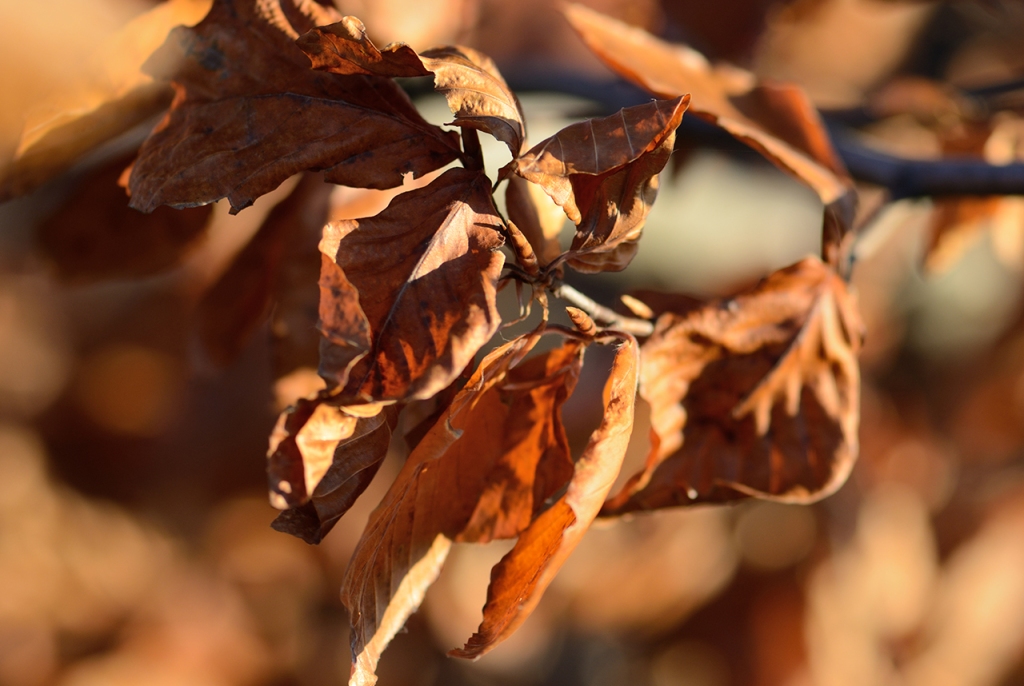 Dried Birch Leaves