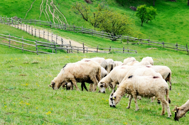 Sheep on Green Spring Pasture