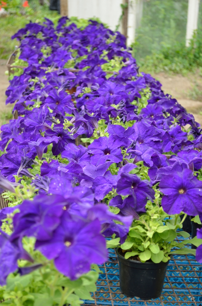Blue Flowers in Pots