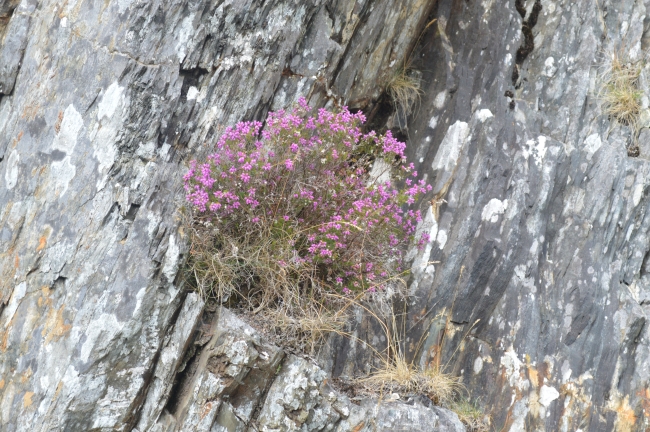 Delicate Pink Flowers Growing on a Rock