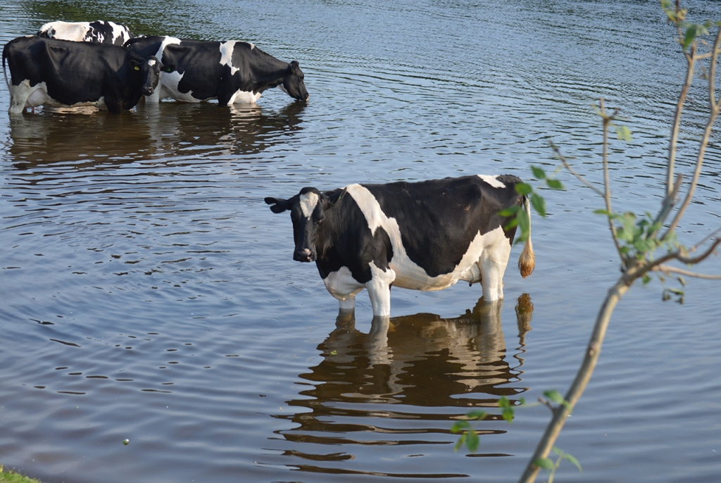 Black Cows with White Spots Drinking Water