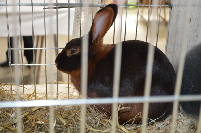 Breed Bunny in Cage