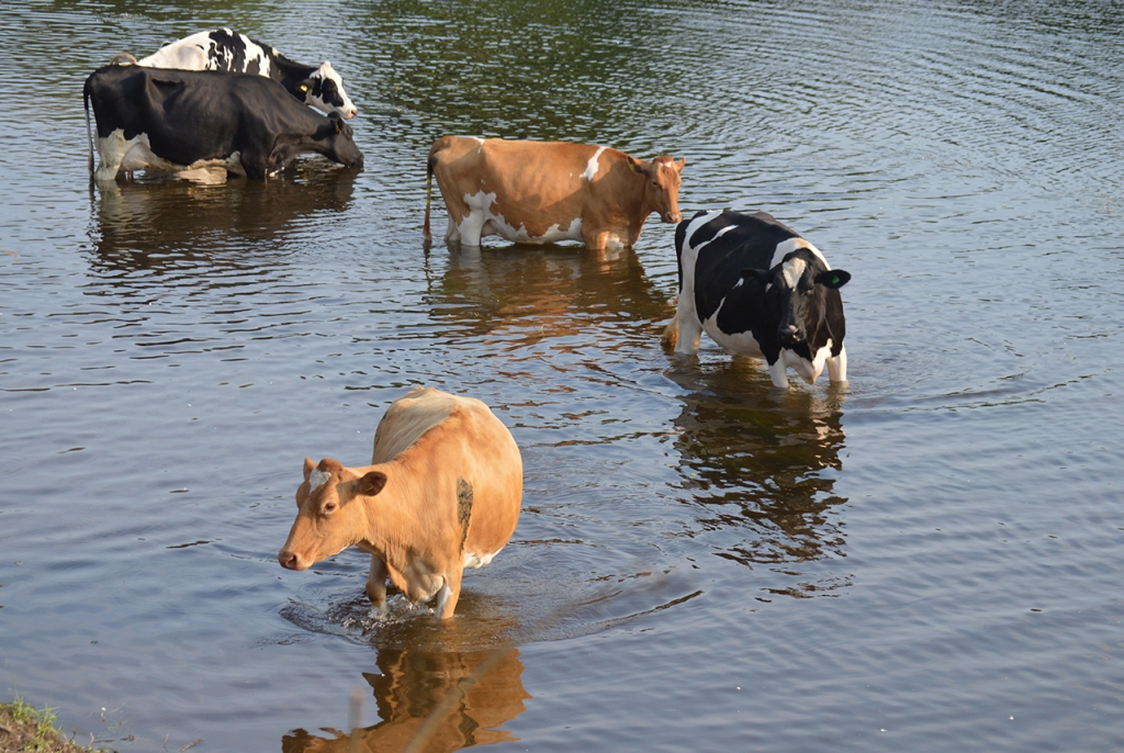 Cows Drinking Water from the River