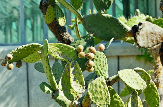 Prickly Pears Growing on a Cactus Plant